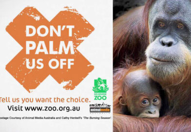 palm oil
