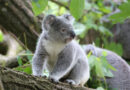 australian wildlife