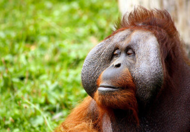 orangutant release project