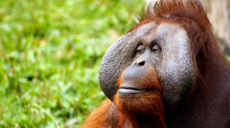 orangutant release project