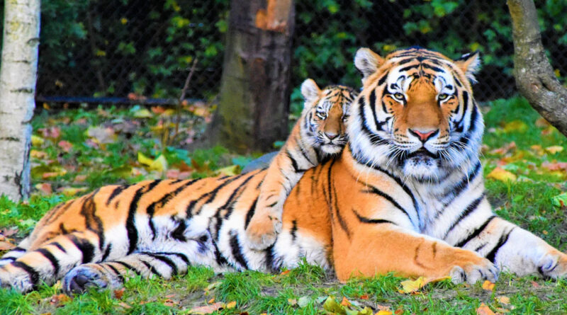 Tiger numbers