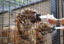 Helping Tigers