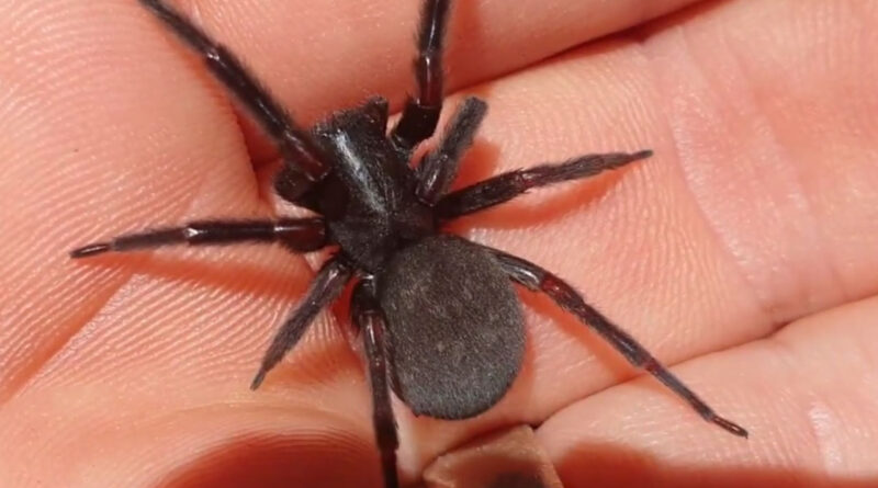 black house spider pete ockleshaw