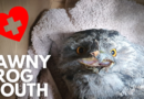 Vet Rescues Tawny Frogmouth