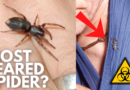 Myth Busting White-Tailed Spiders