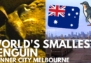 Little Penguins of St Kilda