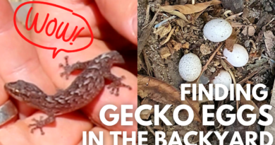 All About Melbourne’s Geckos!