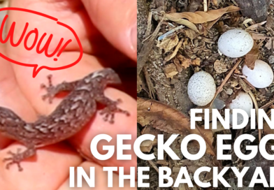 All About Melbourne’s Geckos!